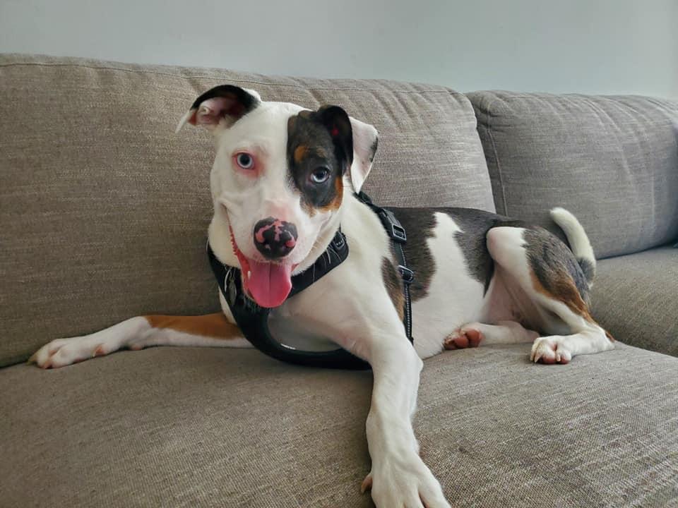An adult medium-sized female Catahoula Leopard Dog dog named Dolly for adoption in Oakhurst, NJ