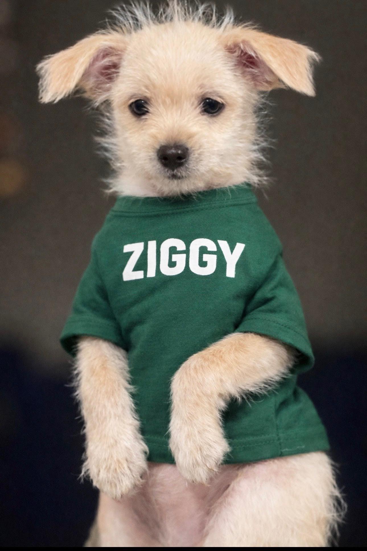 Ziggy