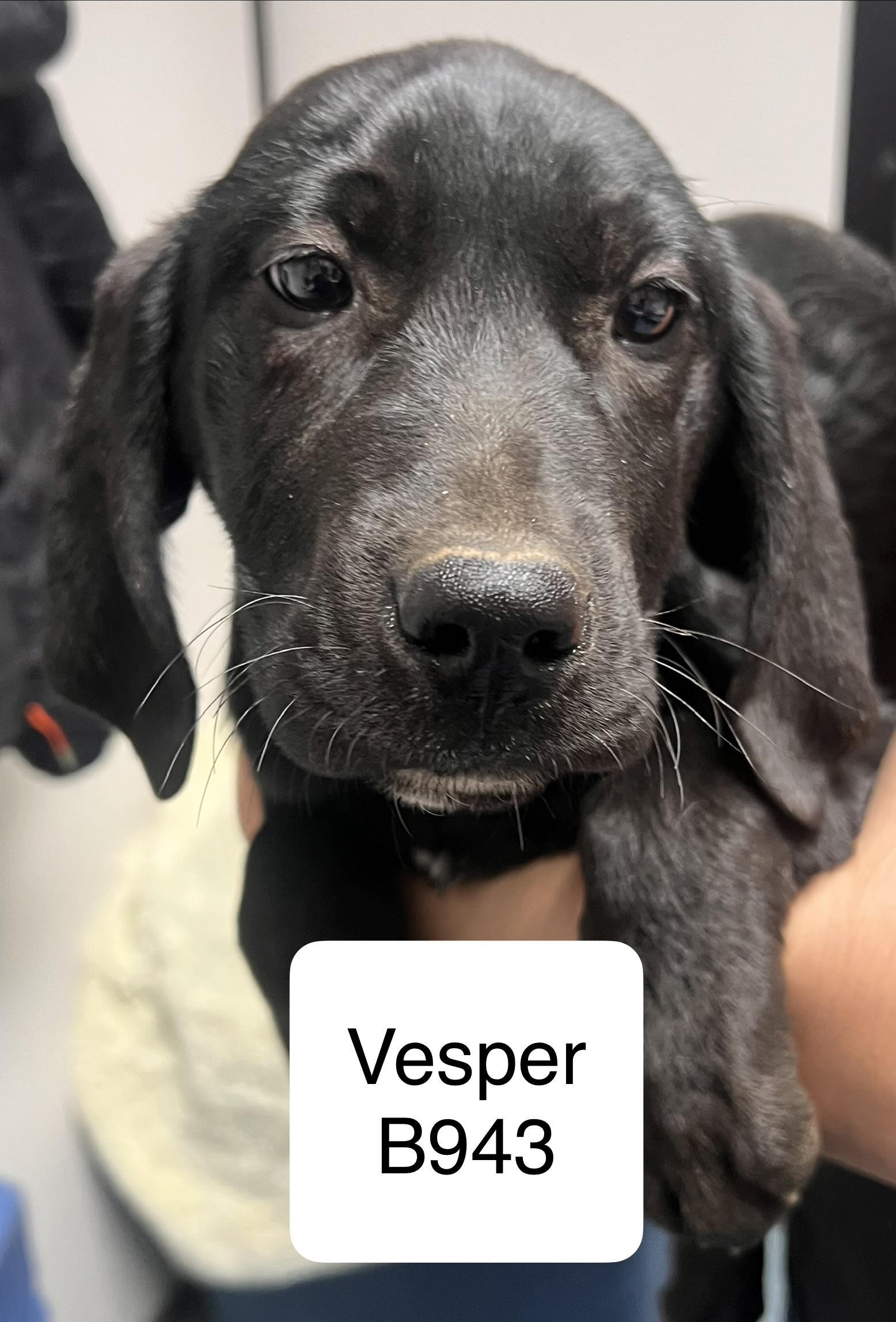 Vesper