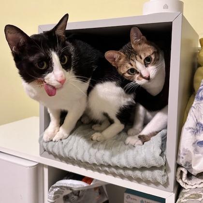 Bonded Boys: Basmati And