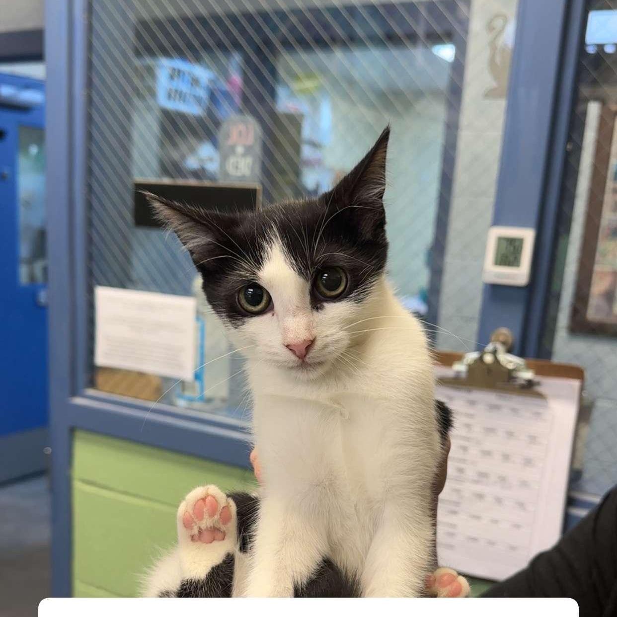 A young medium-sized female Black & White / Tuxedo Domestic Short Hair cat named Flo for adoption in Amherst, VA