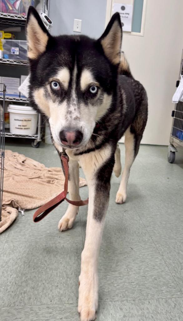 An adult medium-sized male Husky dog named Koda for adoption in Danielsville, GA