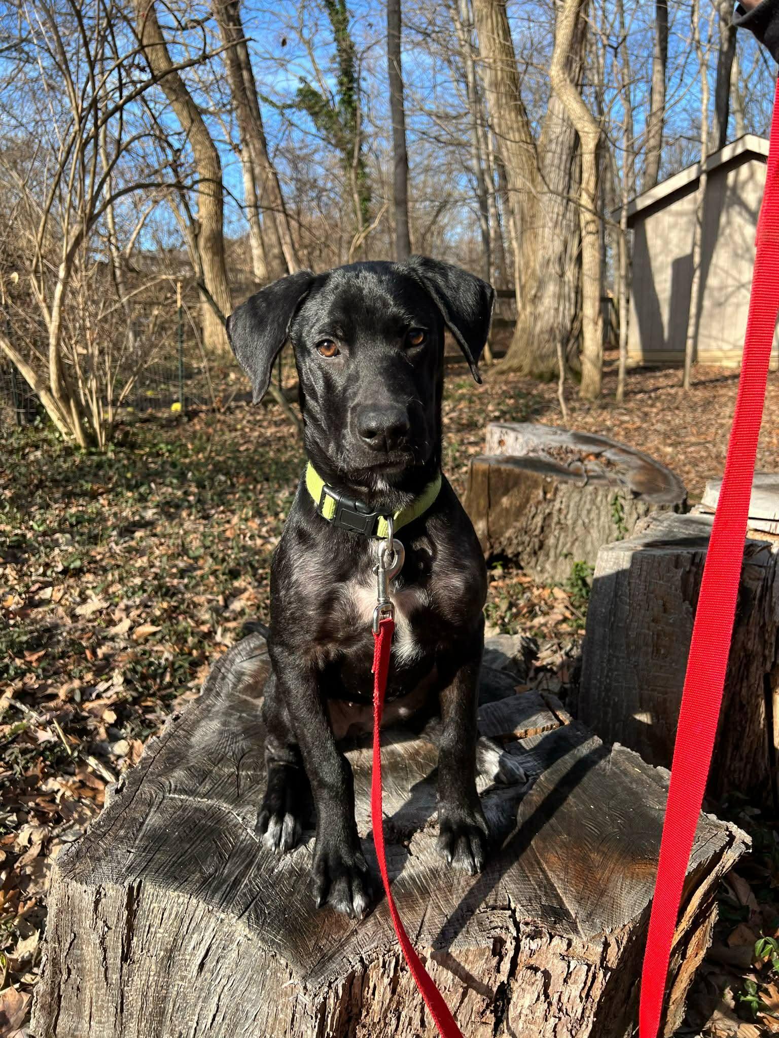 A baby medium-sized female Black Labrador Retriever dog named Bingo for adoption in Lewisville, IN