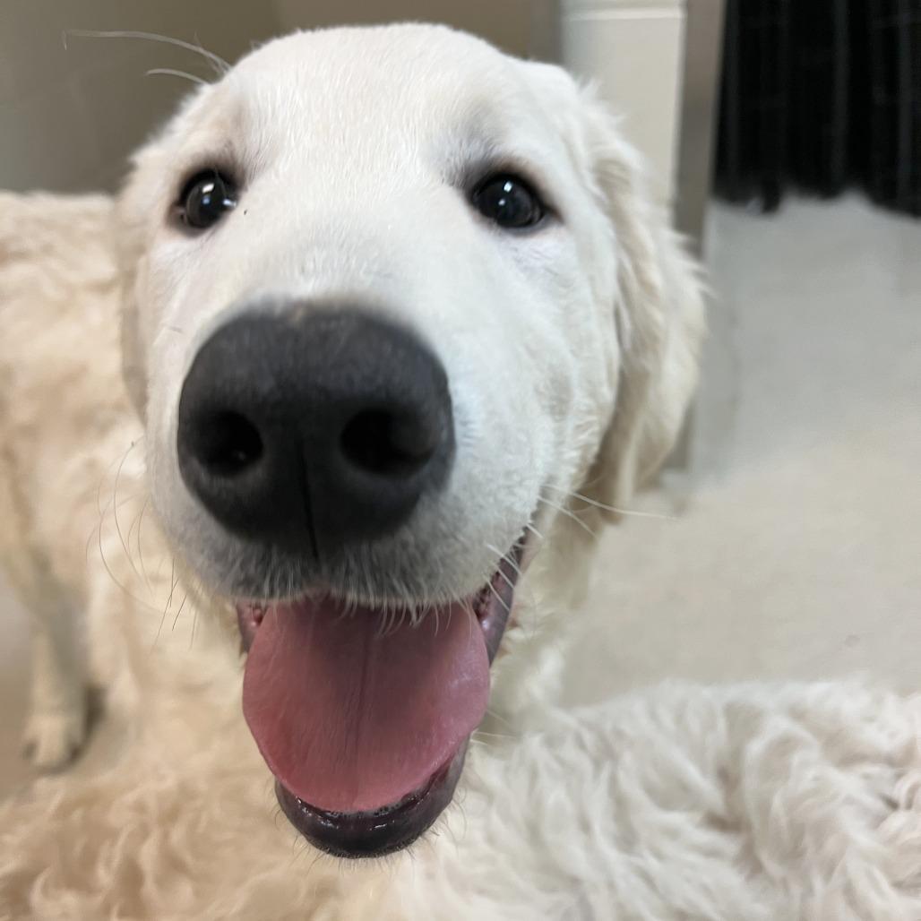 A baby large-sized male White / Cream Golden Retriever dog named Butterbeer for adoption in South Burlington, VT
