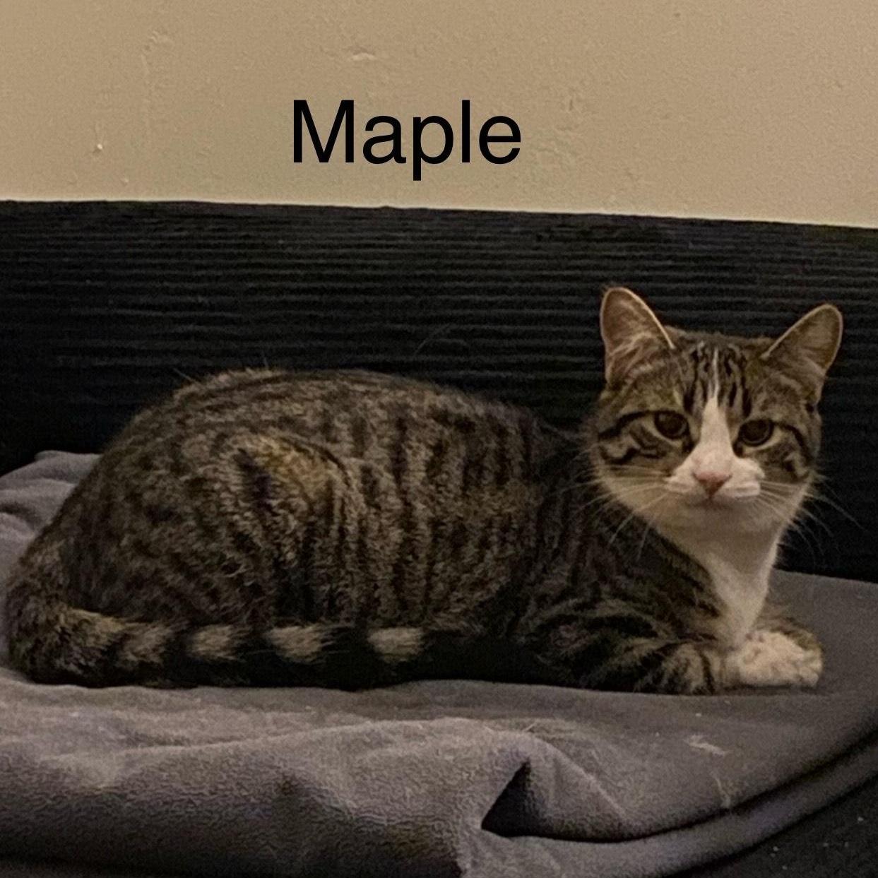 Maple