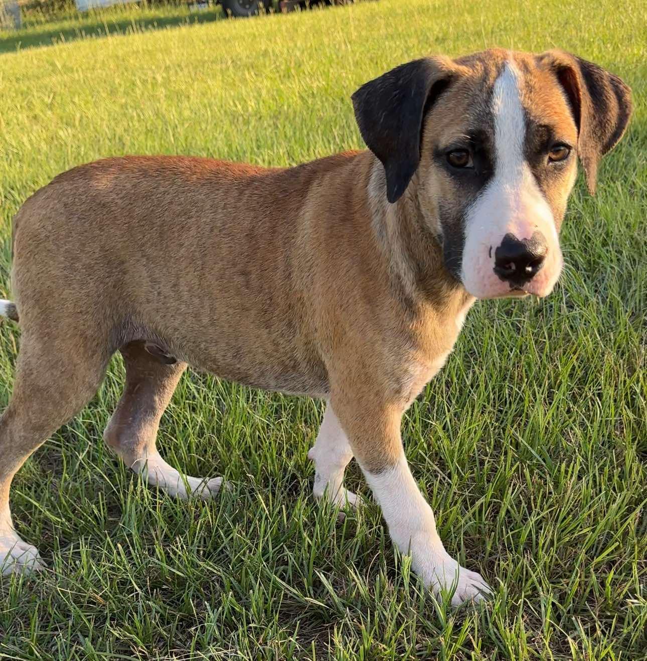 A baby medium-sized male Pit Bull Terrier dog named Forest for adoption in Conroe, TX