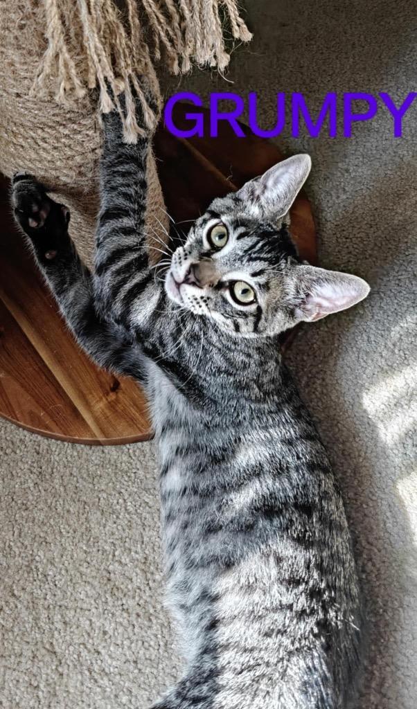Grumpy