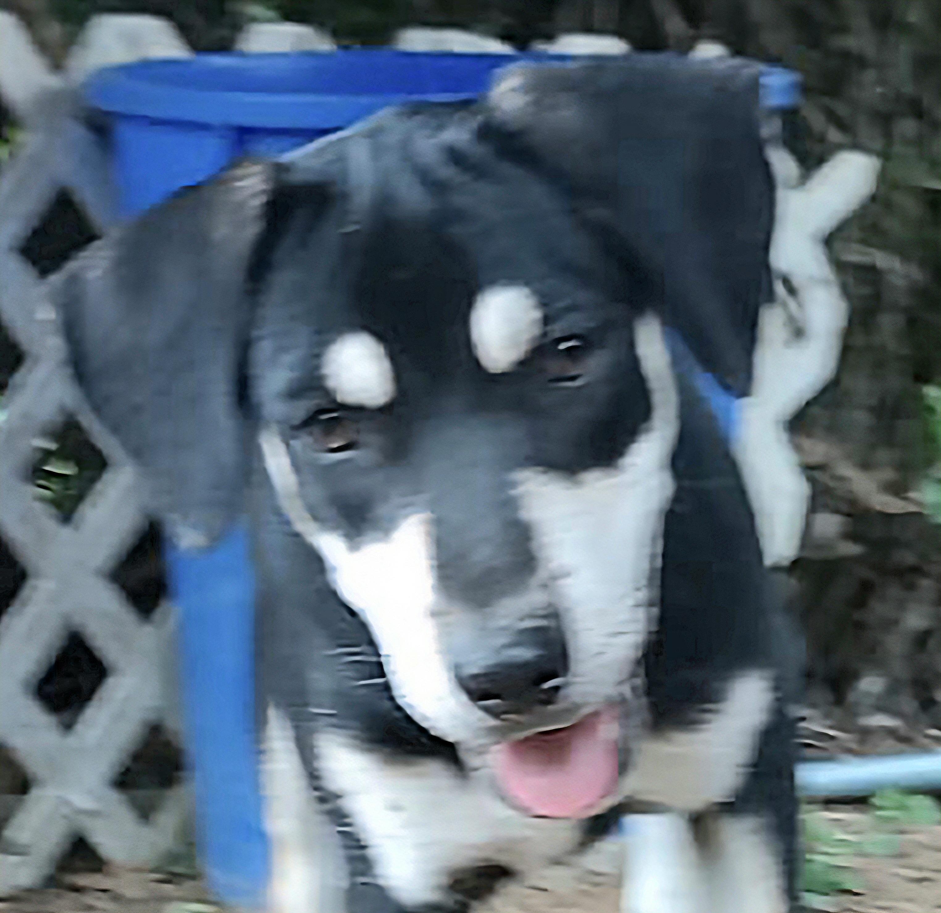 Cameo Diamond "i Wait