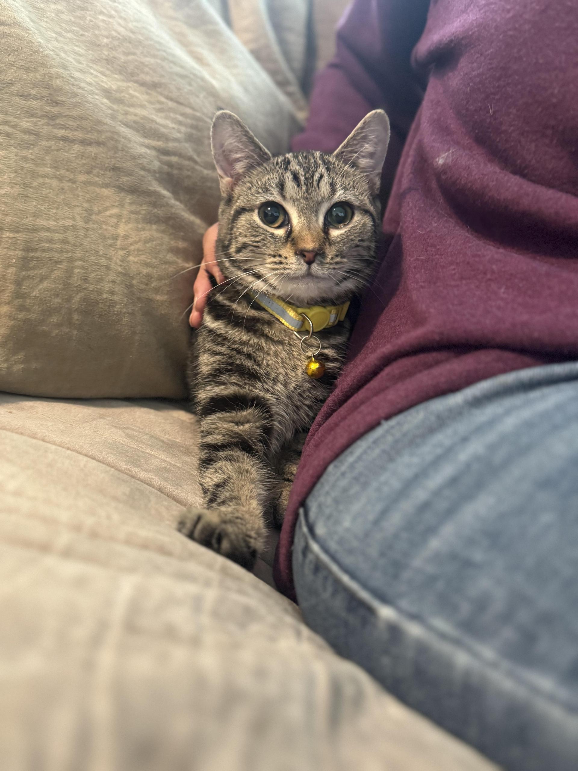 A young medium-sized female Tabby (Brown / Chocolate) Domestic Short Hair cat named Tori Transport for adoption in Gradyville, KY