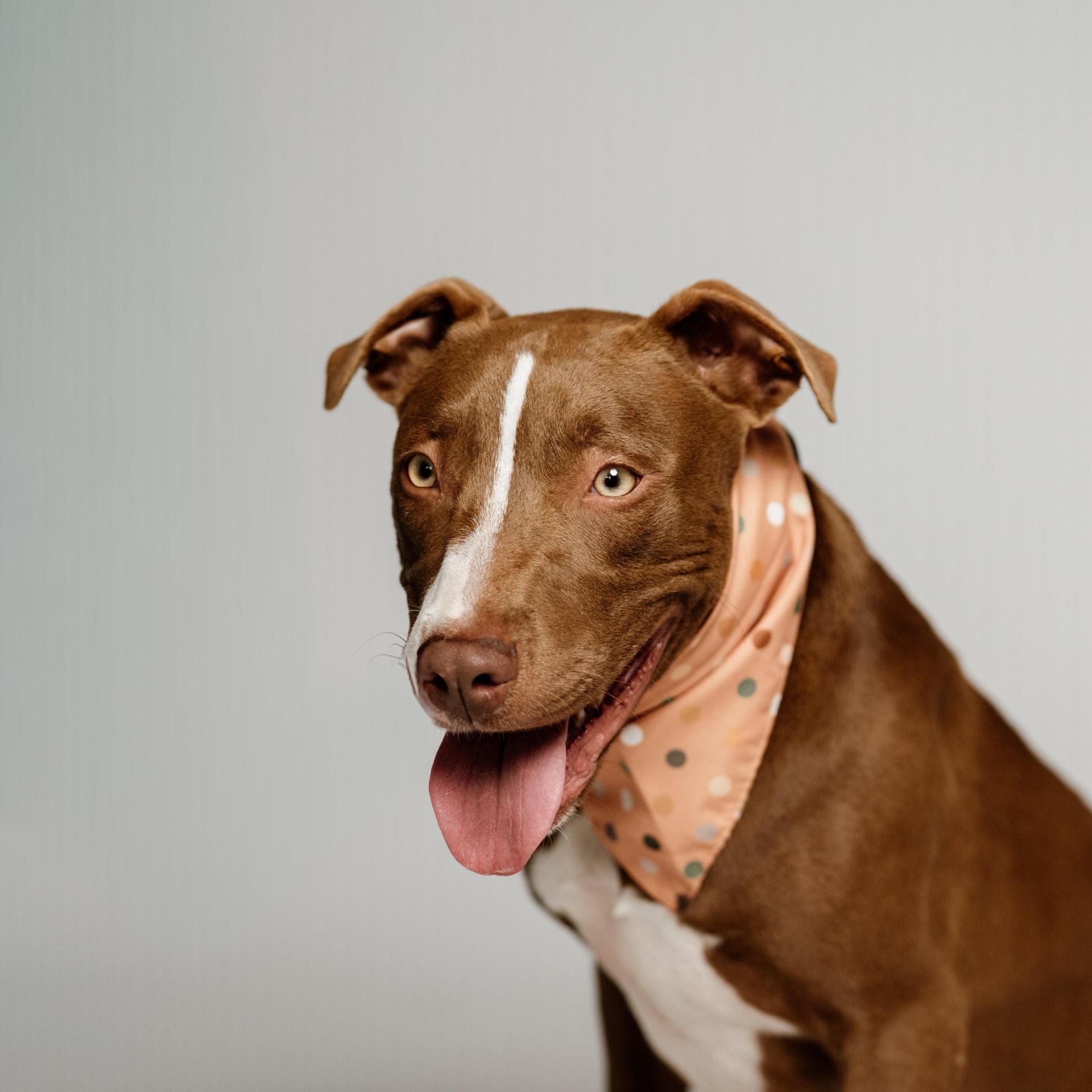 A young medium-sized male Brown / Chocolate American Staffordshire Terrier dog named Harris for adoption in Spring, TX