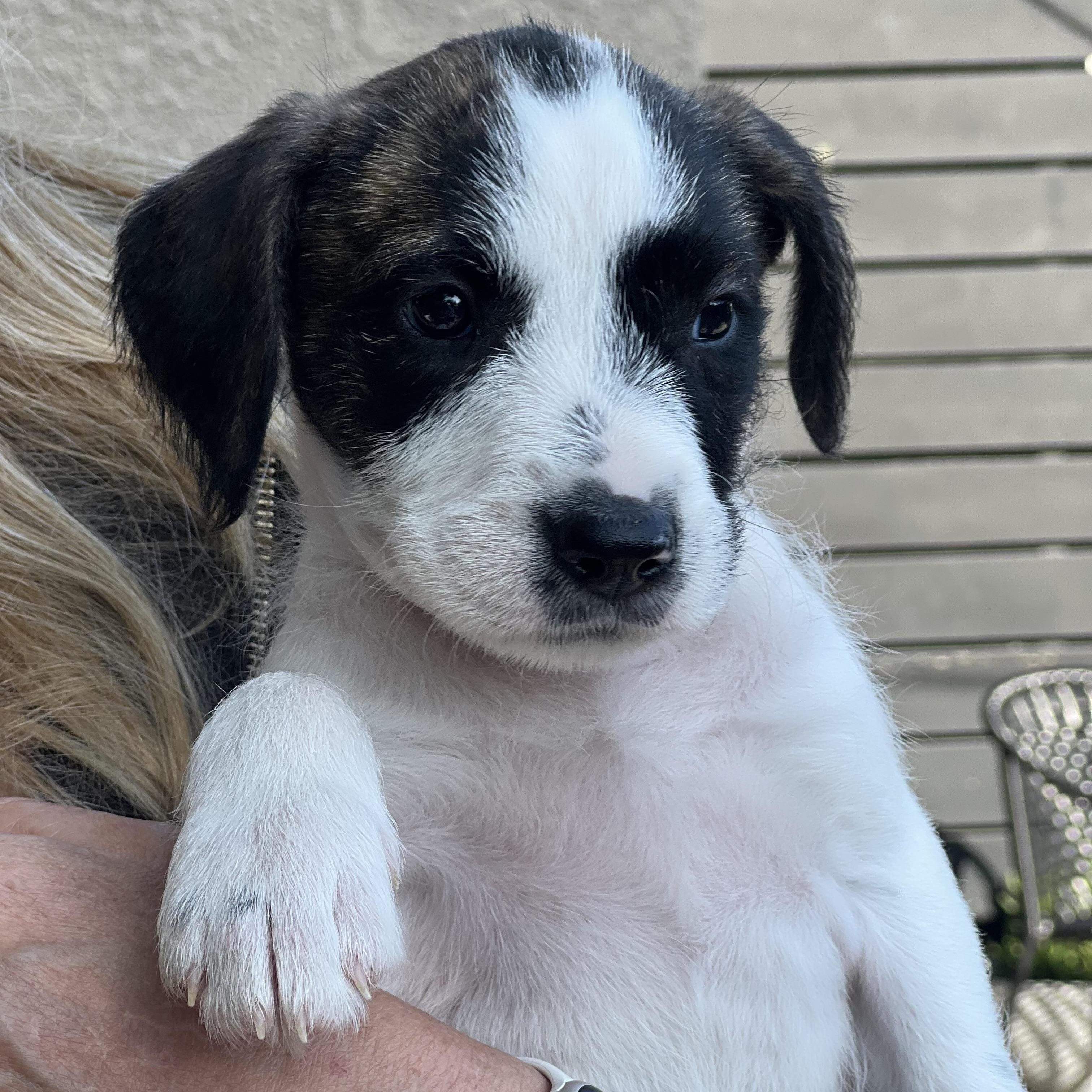 Poppy ~ Darling Baby