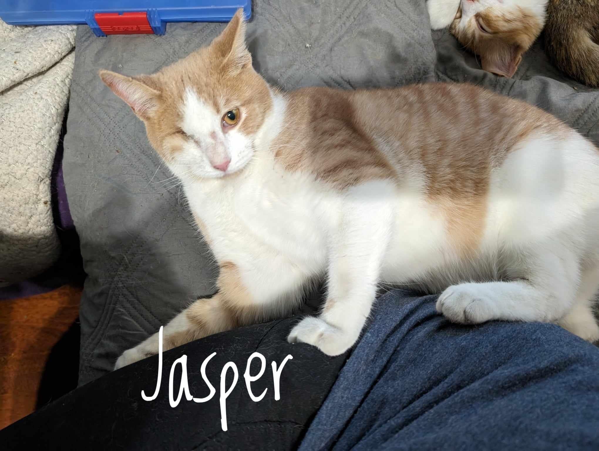 Jasper