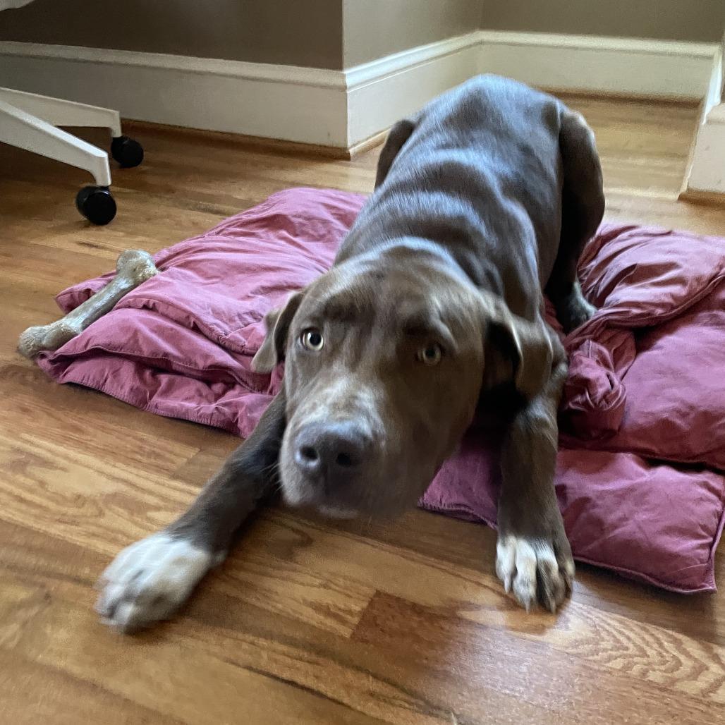A young large-sized male Brown / Chocolate Mixed Breed dog named Nicholas for adoption in Greensboro, NC