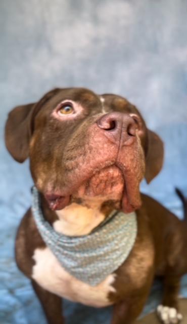 An adult medium-sized male Bicolor American Staffordshire Terrier dog named Mike for adoption in Humble, TX