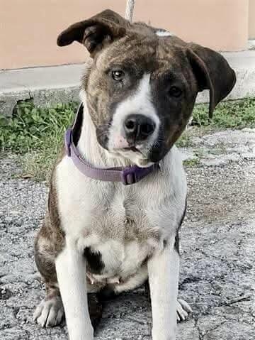 A young medium-sized female Brindle American Staffordshire Terrier dog named Narni for adoption in Mooresville, NC