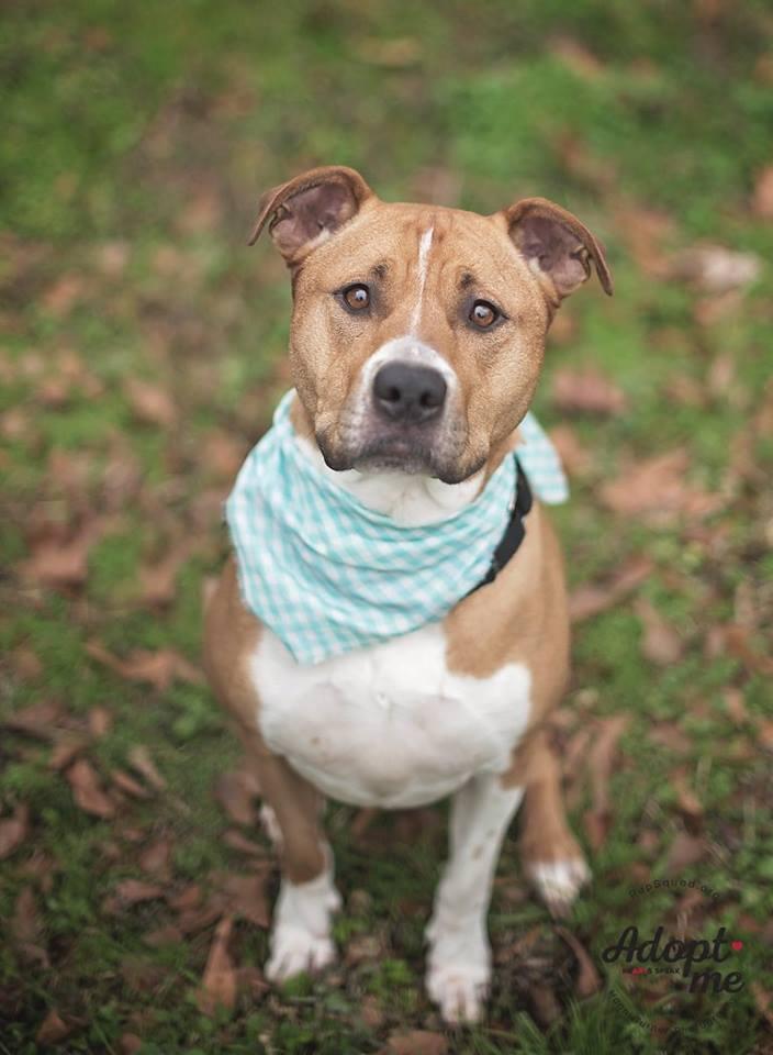 An adult large-sized female White / Cream Pit Bull Terrier dog named Chloe for adoption in Houston, TX