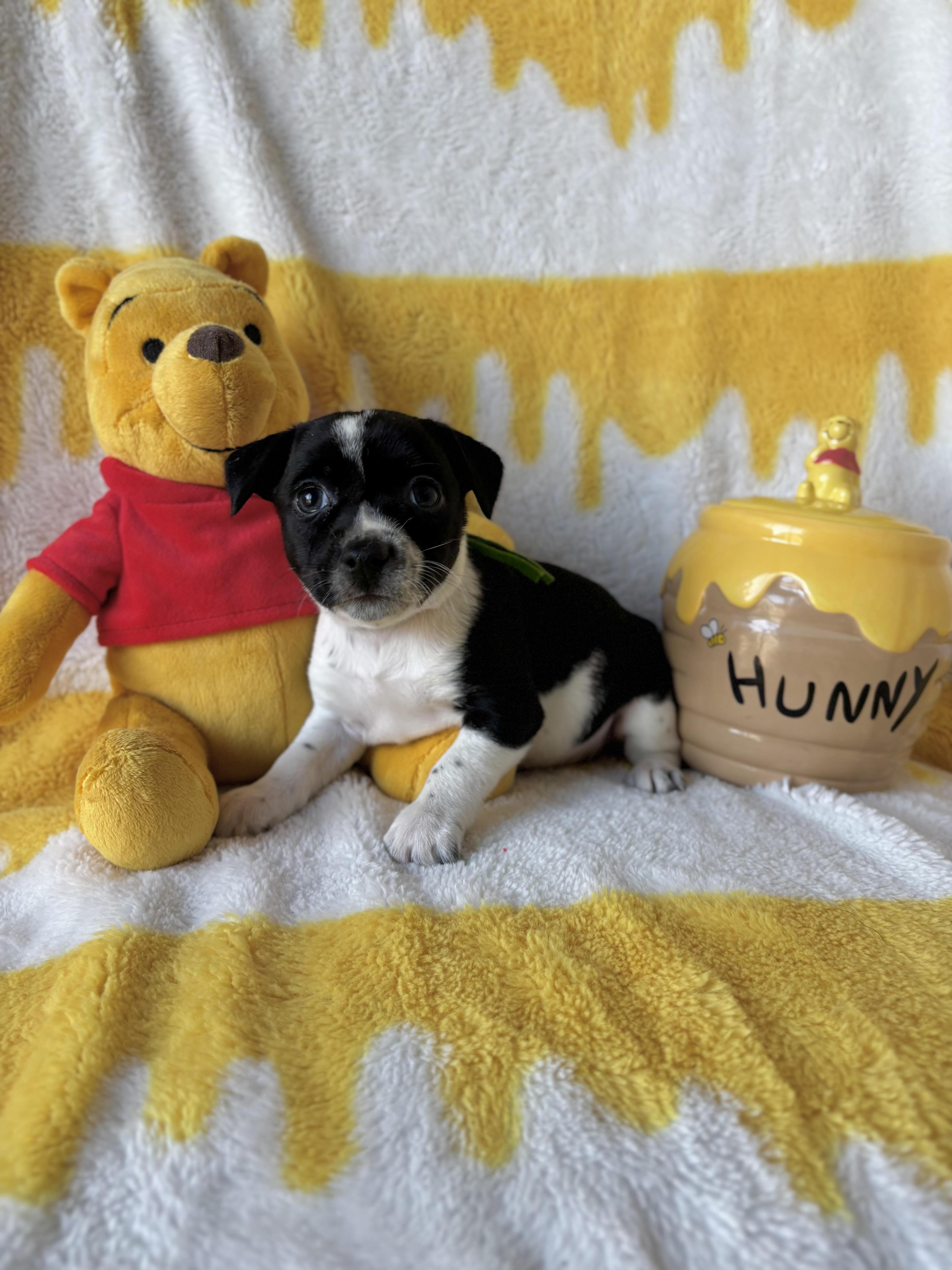 Paprika Spice Litter