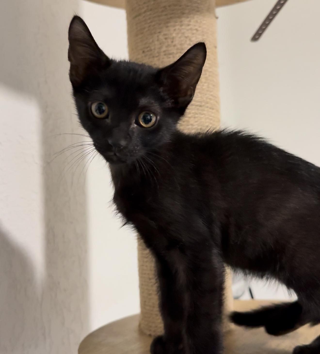 A baby small-sized male Black Bombay cat named Helm for adoption in Miami, FL