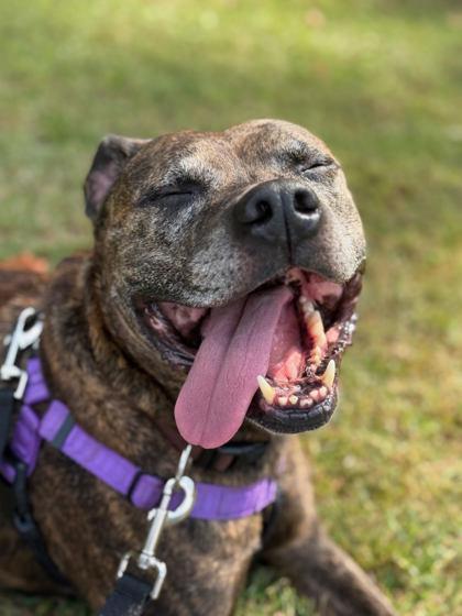 A senior medium-sized male Mixed Breed dog named Snickers for adoption in Atlanta, GA