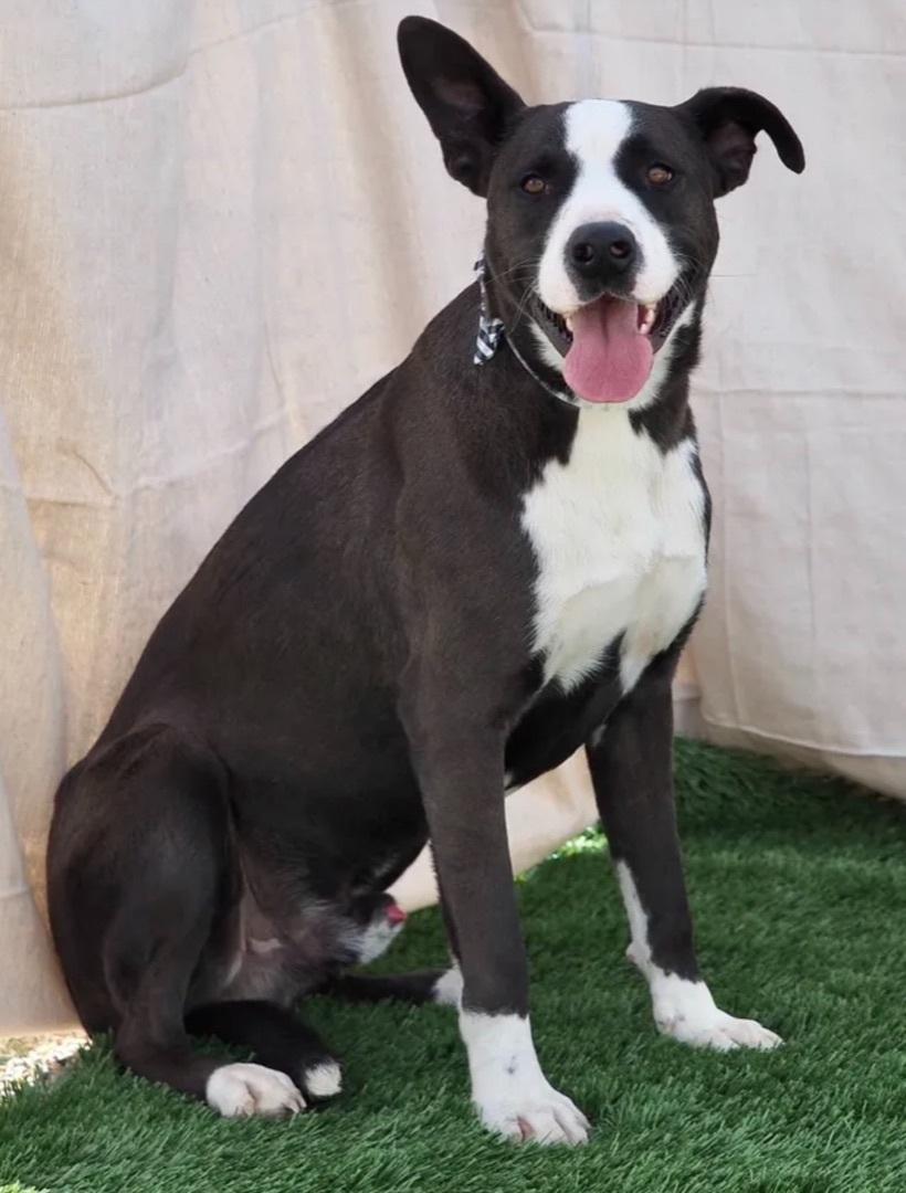 A senior large-sized male Black Border Collie dog named Blackie for adoption in Canyon, TX