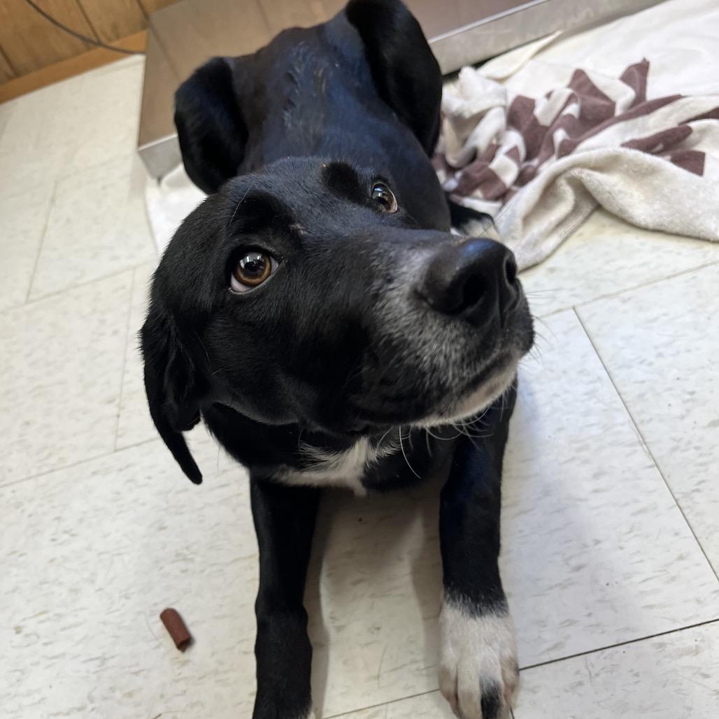 A young medium-sized male Black Mixed Breed dog named Jasper for adoption in Columbiana, AL