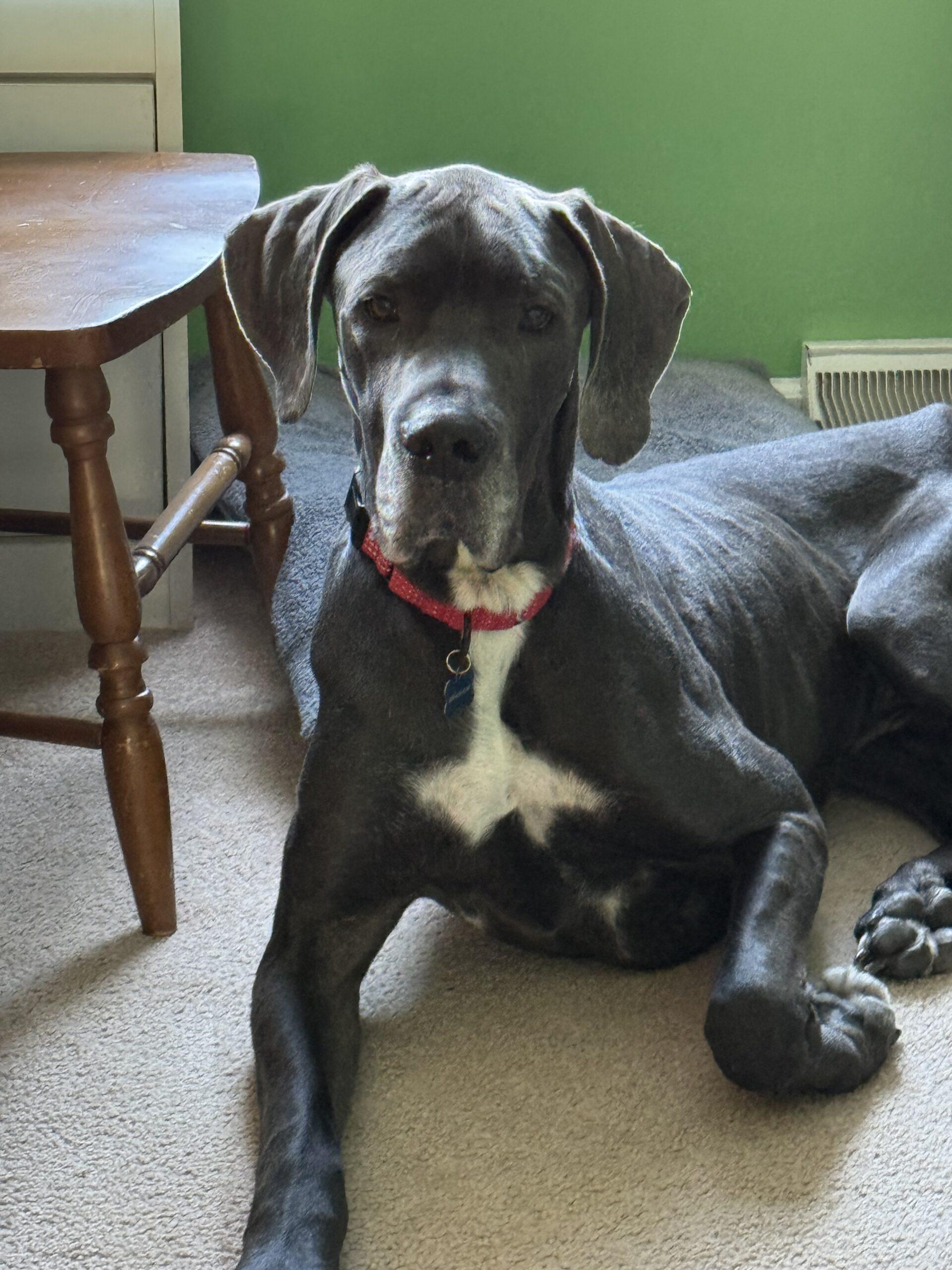 An adult extra large-sized male Black Great Dane dog named Bodie for adoption in Clinton, NJ