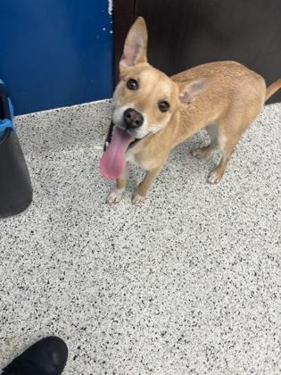 An adult small-sized female Chihuahua dog named Joobs for adoption in Atlanta, GA
