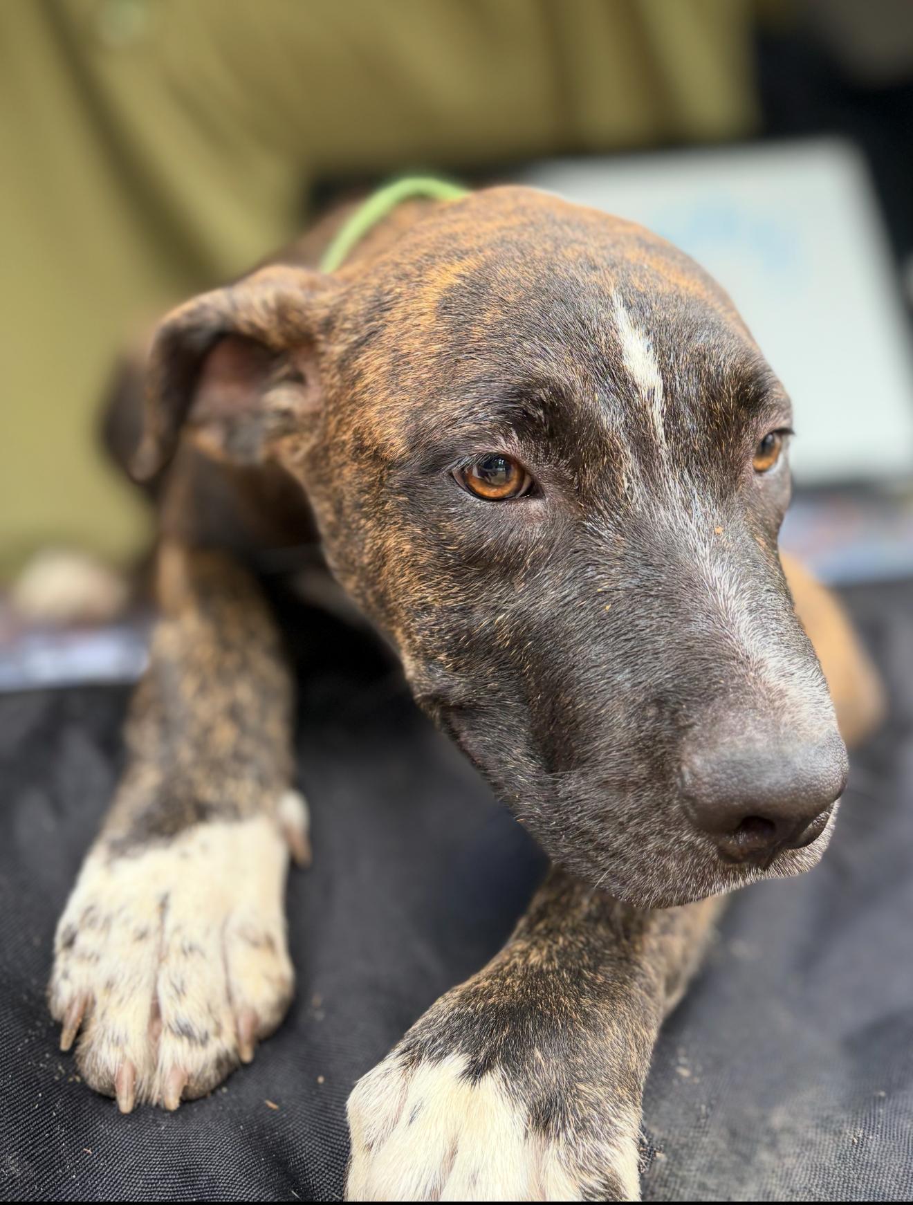 A baby large-sized male Plott Hound dog named Rocky for adoption in Queen City, TX
