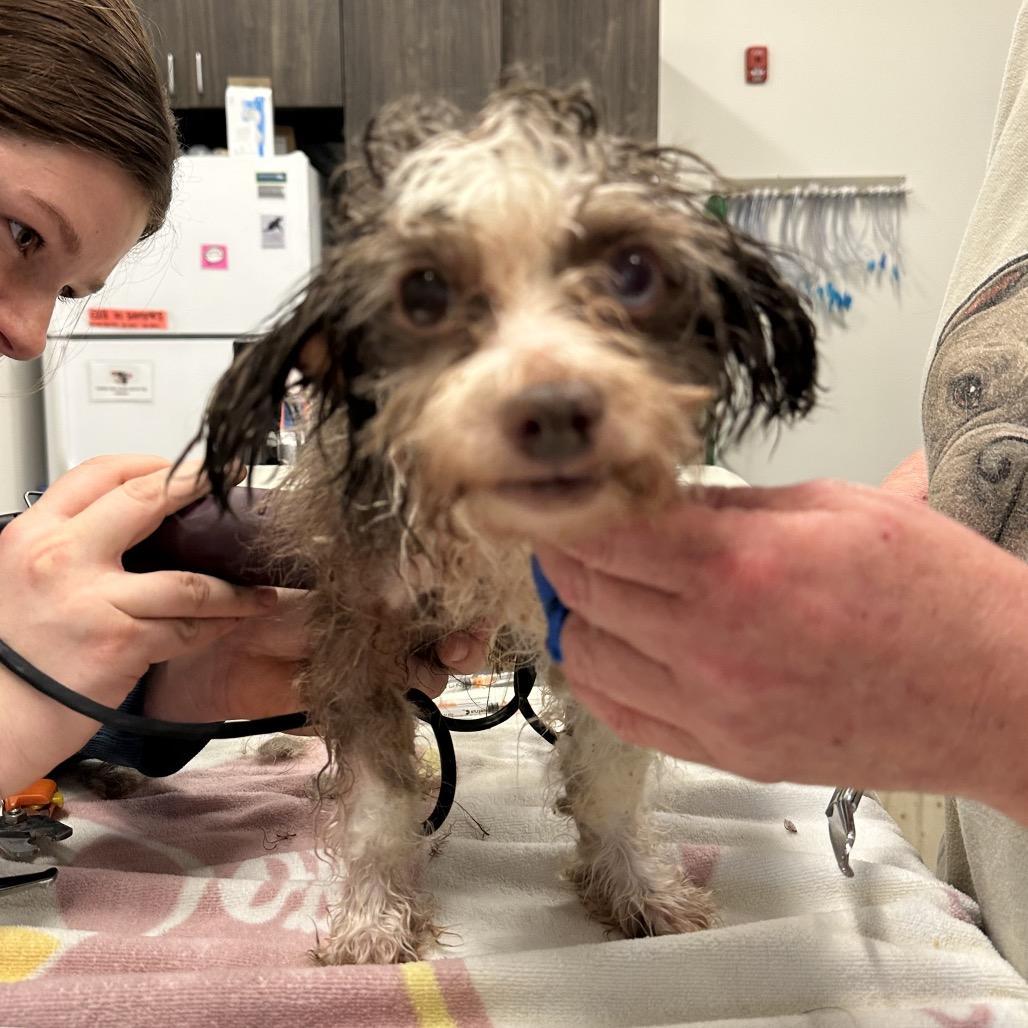 Sweetheart Bonded W Marshmallow