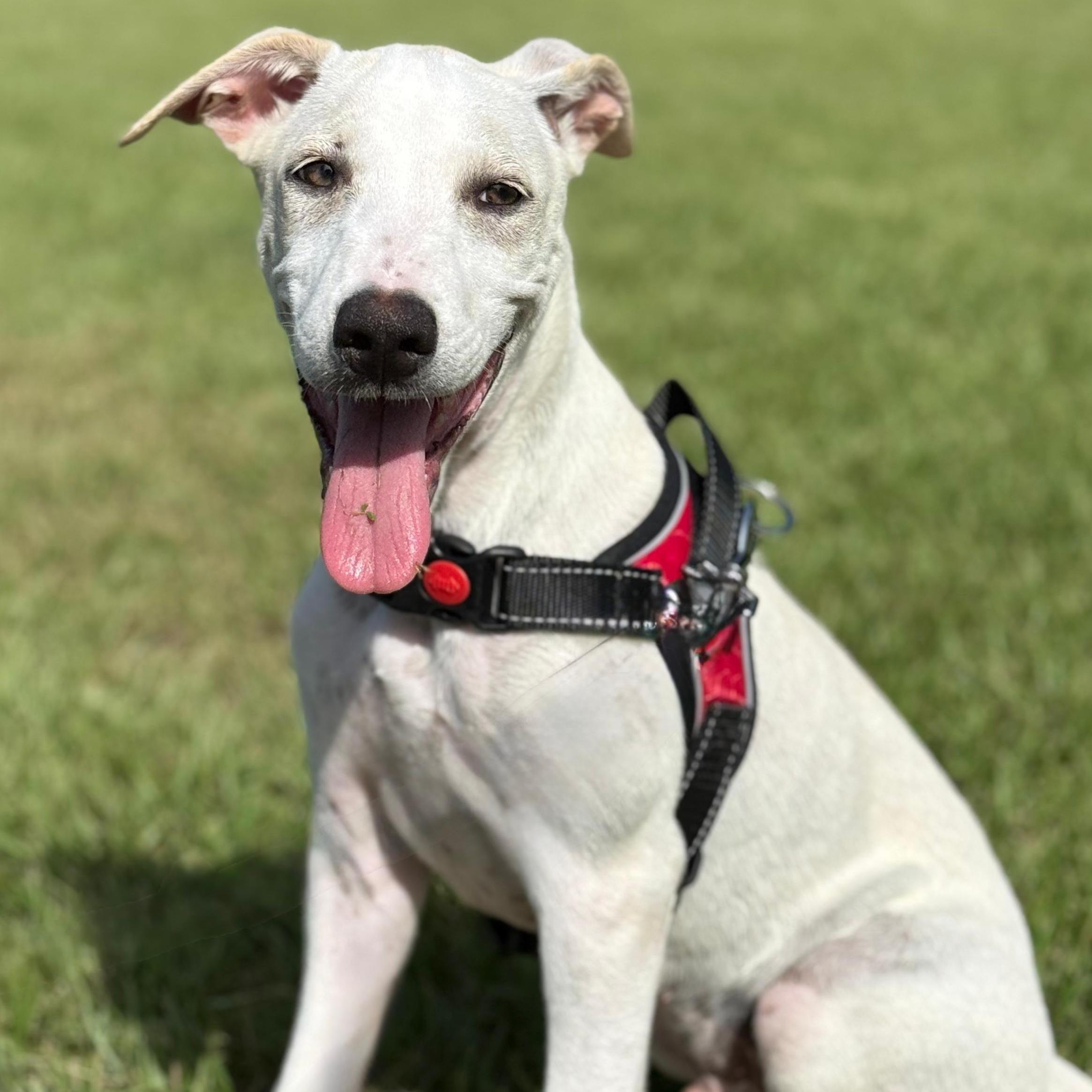 Bolt "...straight To Your