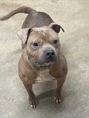An adult medium-sized male Brindle Pit Bull Terrier dog named Sake for adoption in Zuni, VA
