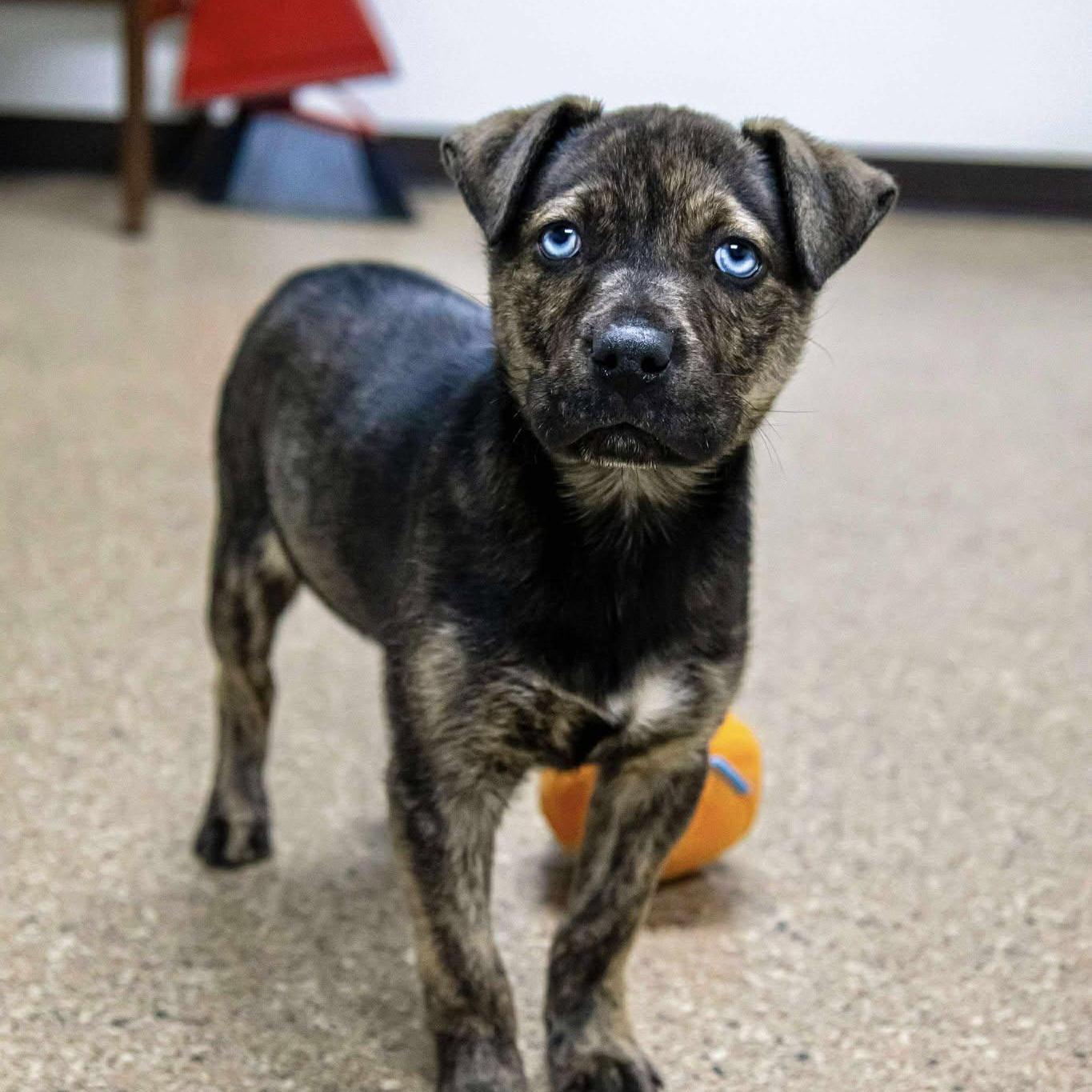 Precious Little Nugget