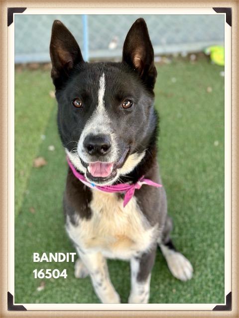 Bandit