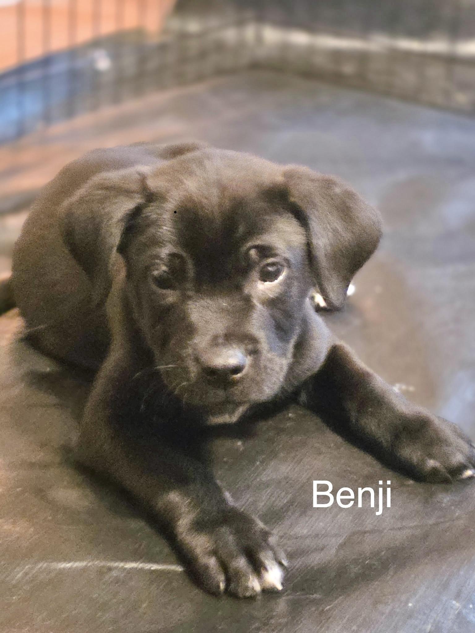 Benji