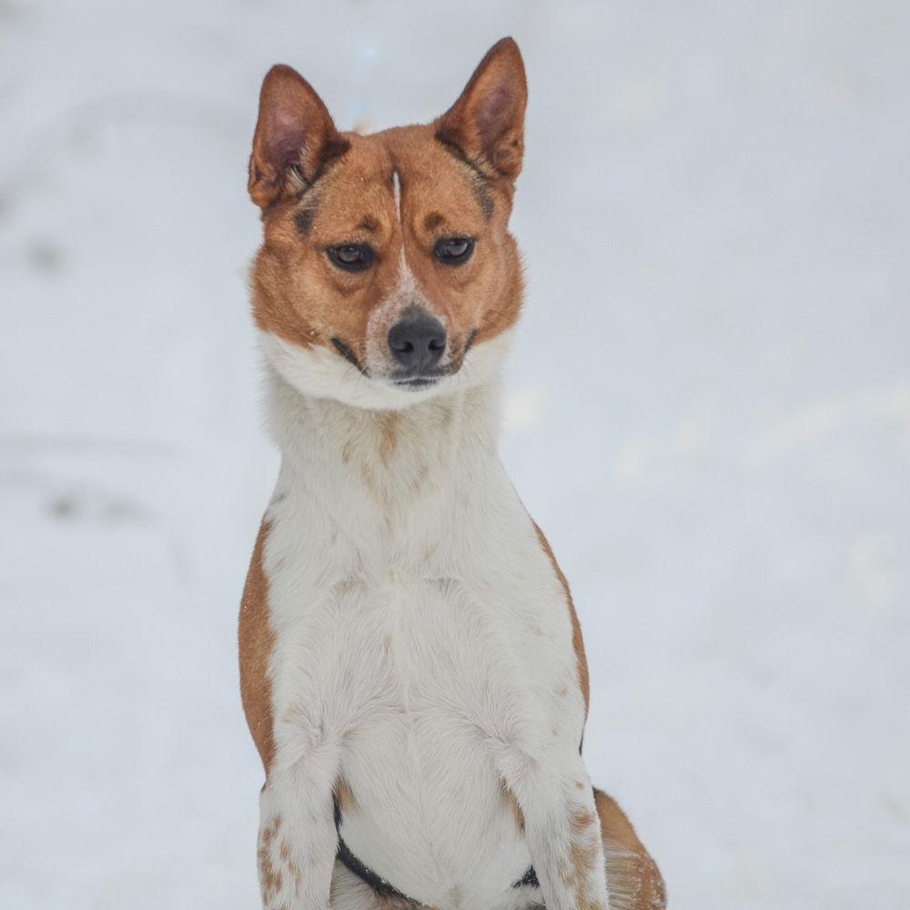 An adult medium-sized male Hound dog named Pretzel for adoption in Brick, NJ