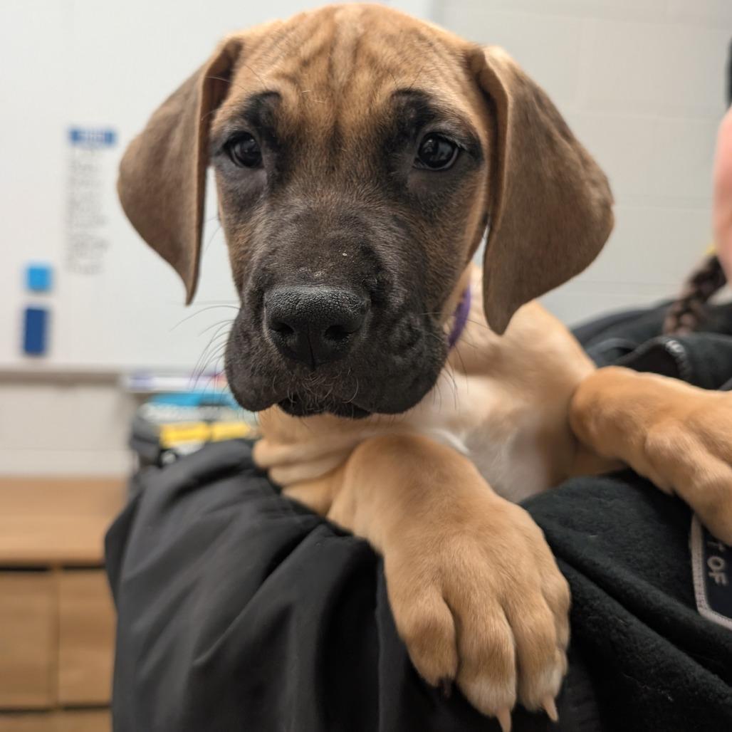 A baby small-sized female Brown / Chocolate Great Dane dog named Toodles for adoption in Birdsboro, PA