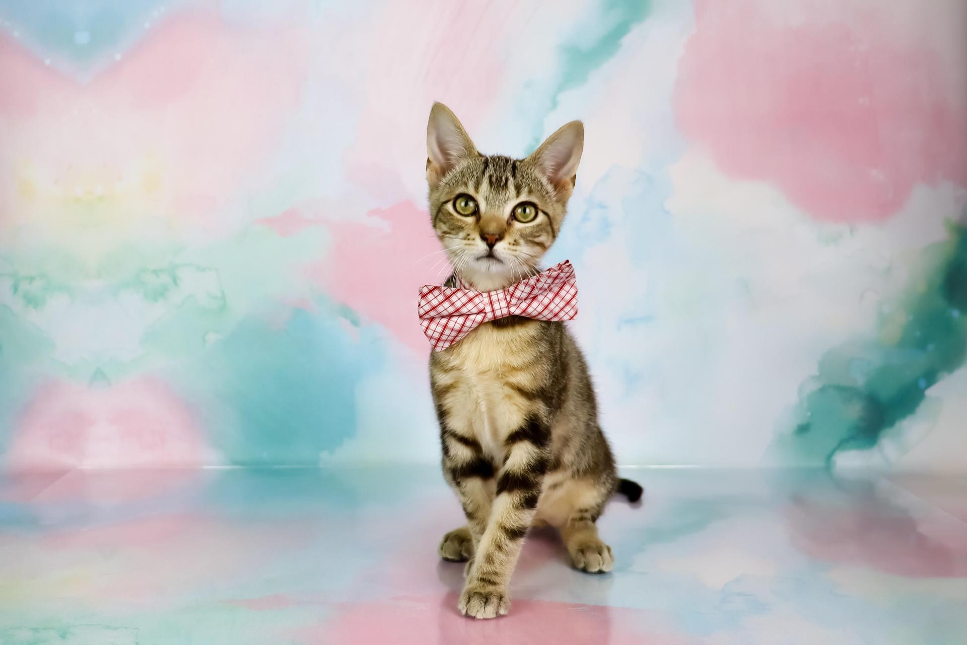 A baby medium-sized male Tabby (Brown / Chocolate) Domestic Short Hair cat named Clyde for adoption in Tuscaloosa, AL