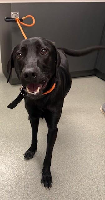 A young large-sized male Labrador Retriever dog named Maverick for adoption in Ontario, CA