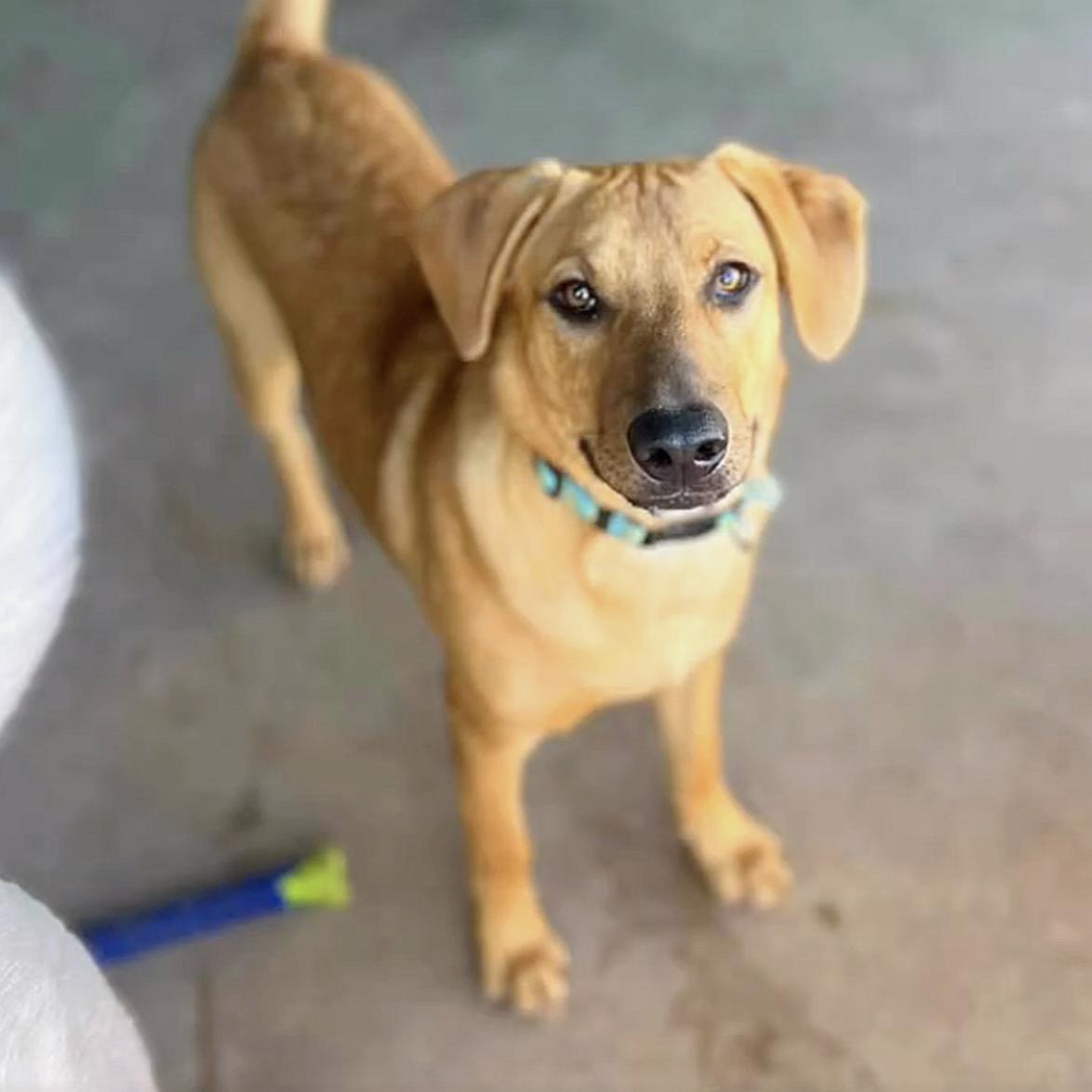 A young medium-sized male Golden Retriever dog named Smitten for adoption in Longview, TX