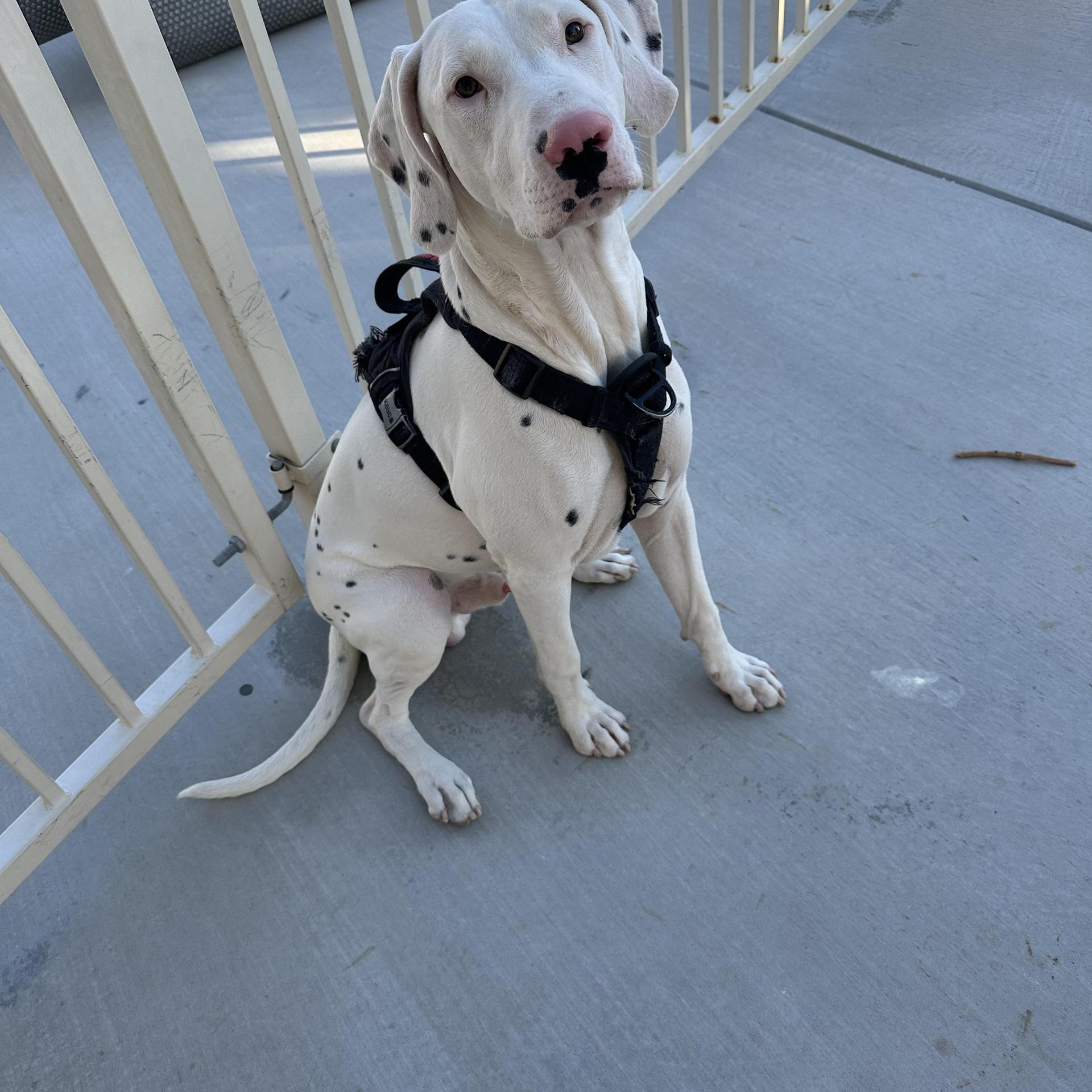 A young large-sized male White / Cream Dalmatian dog named Arsonfort Collins Co for adoption in San Diego, CA