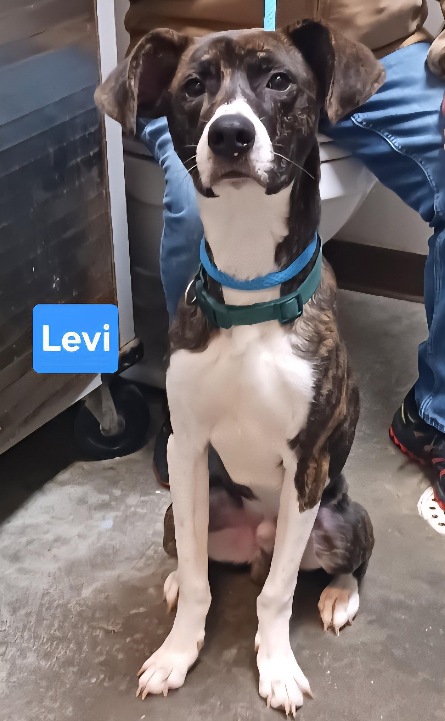 Levi