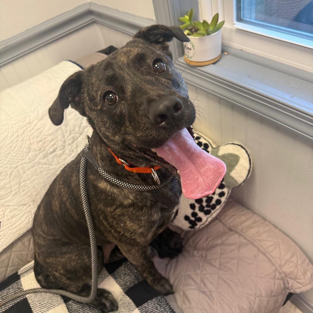 An adult medium-sized female Brindle Pit Bull Terrier dog named Mindy for adoption in Birdsboro, PA