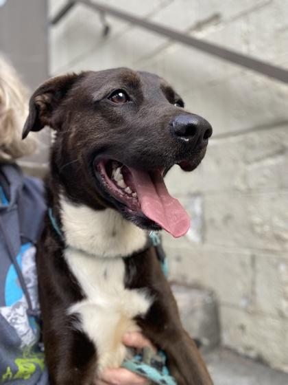 A young medium-sized male Mixed Breed dog named Brian for adoption in Atlanta, GA