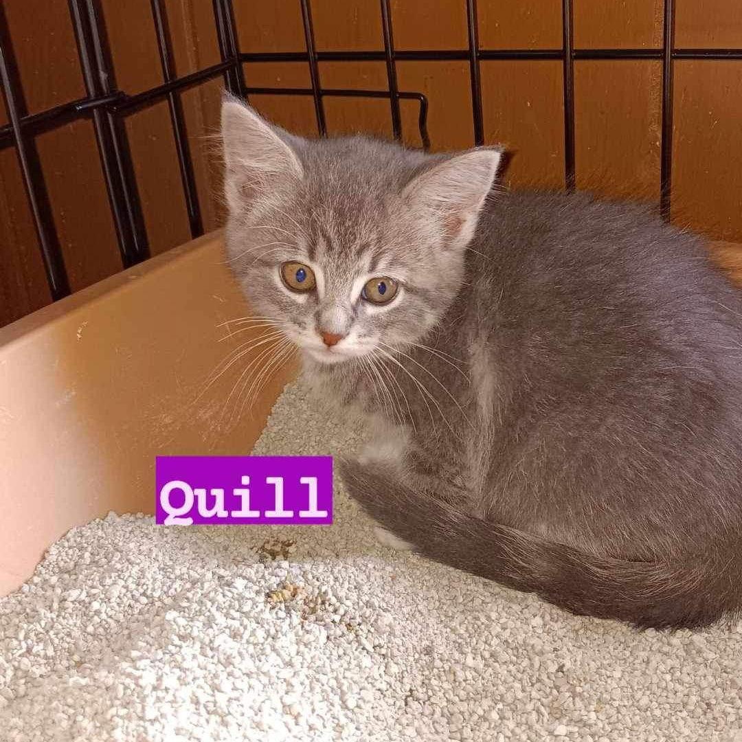 Quill