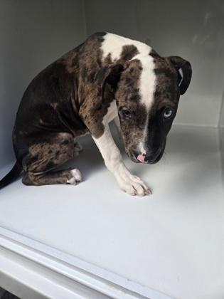 A baby medium-sized male Pit Bull Terrier dog named Prinz for adoption in Atlanta, GA