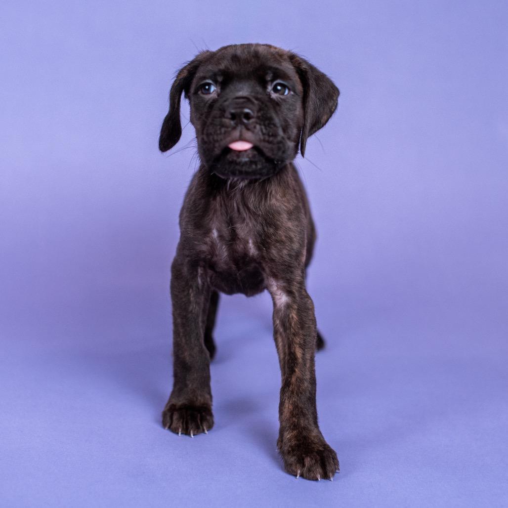 Gingerbread Cookie photo 1