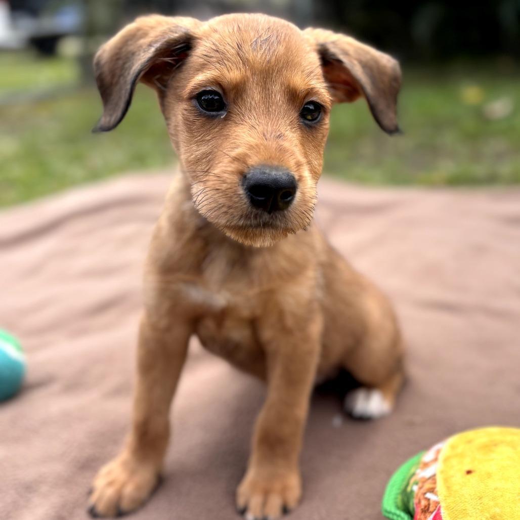 Hotel Litter: St Regis
