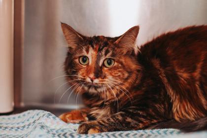 A Margiepounce Cat Cafe