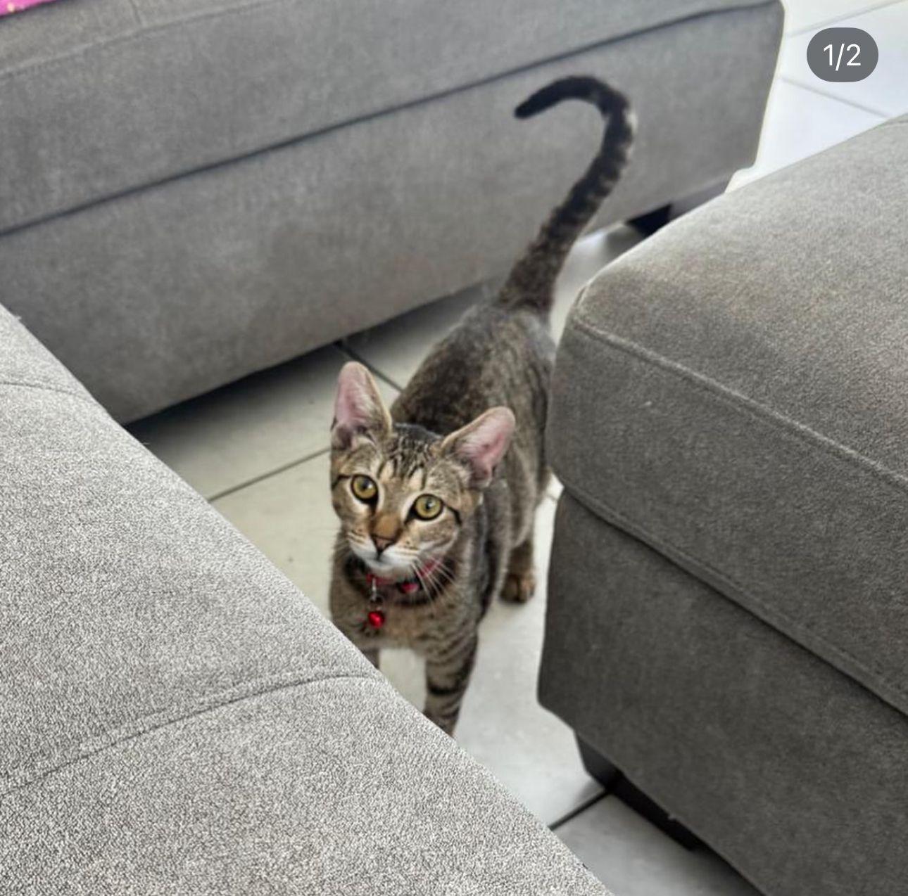 An adult medium-sized male Tabby (Brown / Chocolate) Domestic Short Hair cat named Xavier for adoption in miami, FL