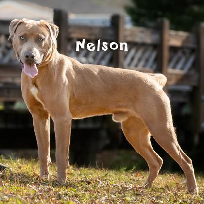 Nelson